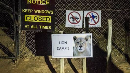 Investigan una cámara de fotos de una turista que fue comida por leones