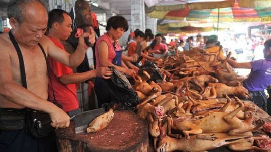 Buscan frenar la matanza para el "Festival de carne de perro"