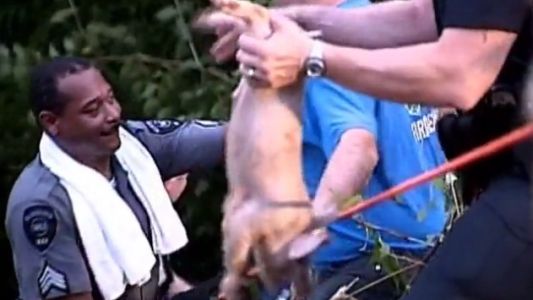 Un accidente de tránsito deja 1.100 chanchitos muertos en una ruta