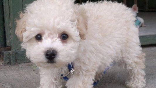 Juntan 50 mil firmas para liberar a un perrito atrapado en aeropuerto de Barcelona