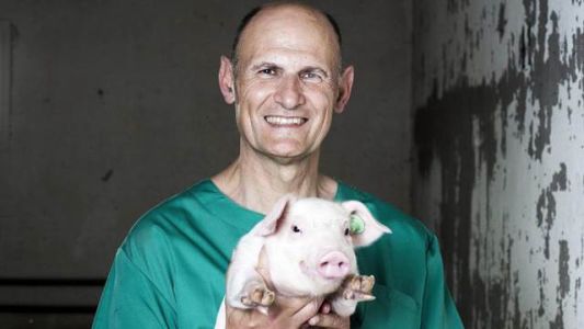 Fabricarán órganos humanos en el interior de los cerdos