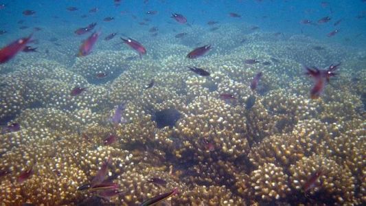 La mayor reserva marina del mundo será británica