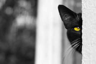 Polémica en Australia: quieren matar a dos millones de gatos por el daño ecológico