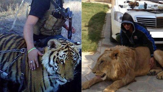 Los lujos de "El Chapo" Guzmán: armas de oro y leones