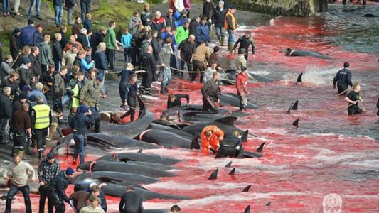 Fotos: salvaje cacería de ballenas tiñó de rojo el océano Atlántico