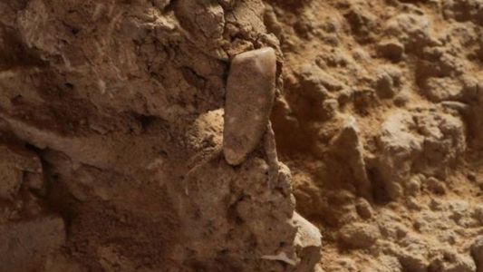 Con la arqueología como hobby, una adolescente halló un diente humano de 560 mil años