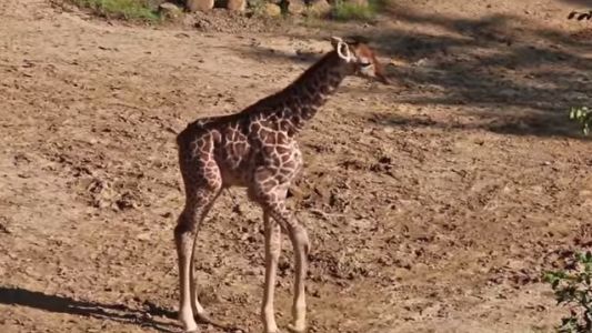 Dolor por la muerte de Kipenzi, la jirafa bebé que se hizo famosa en internet