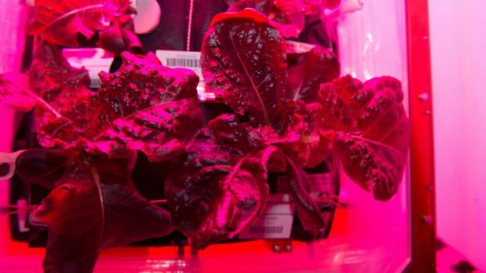 Lechuga "fresca espacial", el nuevo menú para astronautas de la NASA