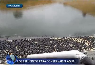 Lanzan millones de pelotas para conservar el agua