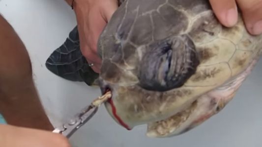 El sufrimiento de una tortuga marina con una pajita de plástico clavada en su nariz