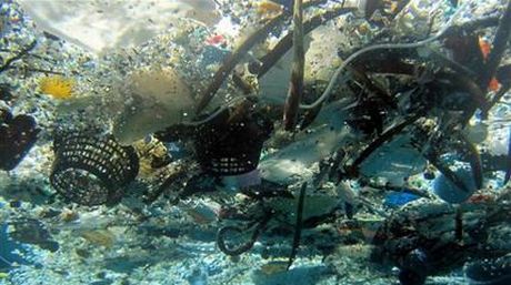 Advierten sobre el peligro de los desechos plásticos en el océano