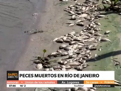 Mortandad de peces en Río de Janeiro