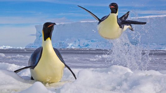 Las mejores fotos del Premio Vida Salvaje del Año