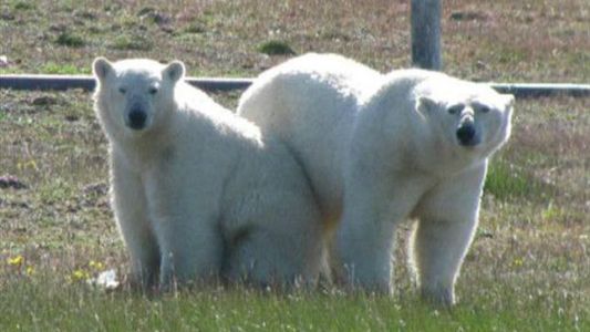 Científicos se encuentran sitiados por osos polares en una isla remota