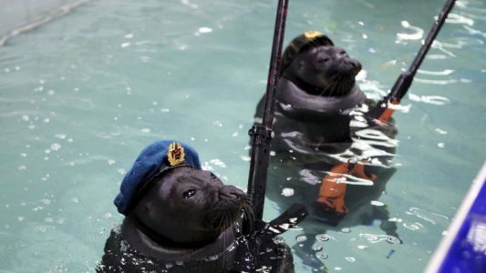 Las focas militares de Putin