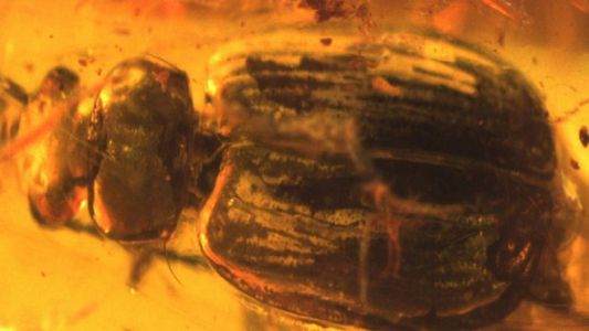 Hallan un escarabajo de hace 40 millones de años