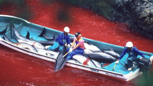 Japón volvió a autorizar la matanza de delfines