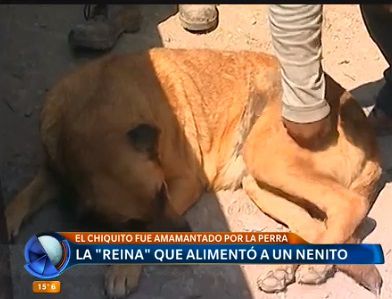 Perra amamantó a un chico abandonado