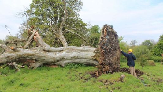 Hallan un esqueleto de hace mil años bajo un árbol caido por el viento