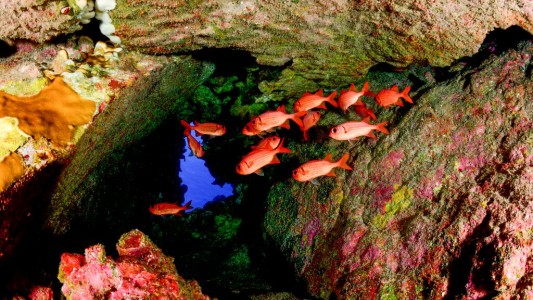 Chile anunció la creación del Parque Marino de Isla de Pascua