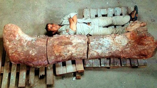 Exhibirán en New York una réplica del mega dinosaurio hallado en Chubut