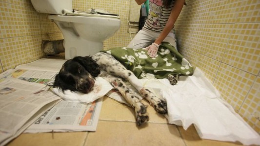 Hasta 30 mil euros de multa por pegarle a un perro en Madrid