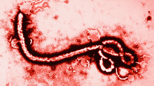 El virus del ébola puede "refugiarse" en el semen hasta nueve meses