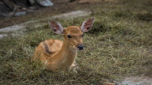 Un ciervo herido entró a la sala de emergencias de un hospital