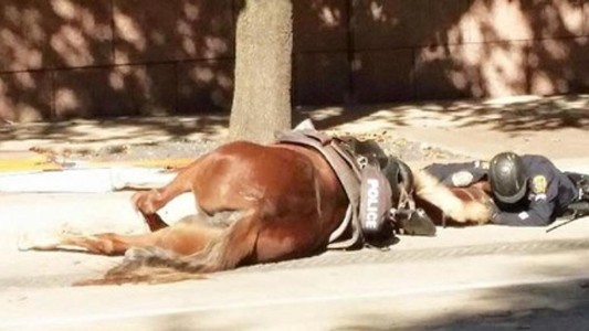 La emotiva foto del policía que consuela a un caballo agonizante