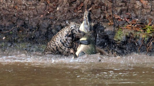 Video: impactante pelea entre un yaguaraté y un cocodrilo en pleno río
