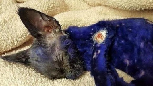 Pidió viajar con su gato de apoyo emocional y debió bajarse del vuelo una adolescente alérgica