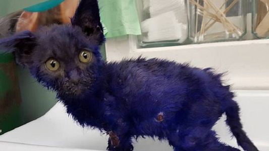 Pitufo, el gato violeta que usaban de juguete en peleas de perros