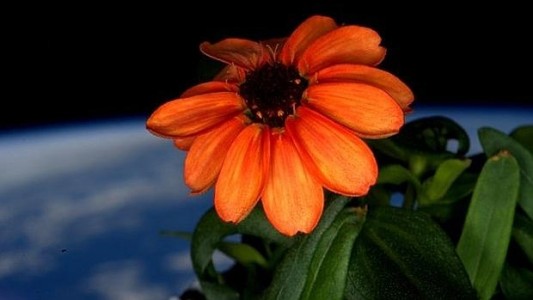 Esta es la primera flor que creció en el espacio