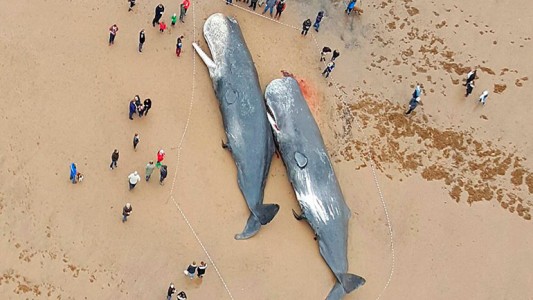Impacta en Inglaterra hallazgo de cuatro ballenas muertas