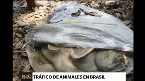 Guerra entre policías y traficantes de animales en Brasil