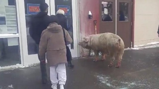 New Hampshire: un cerdo se escapó de una granja y quiso ir a votar