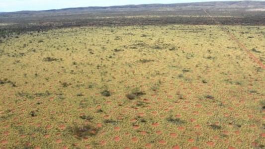 El misterio de los “círculos de hadas” en Australia
