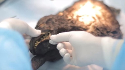 Hallaron un cachorro de hace 12.400 años