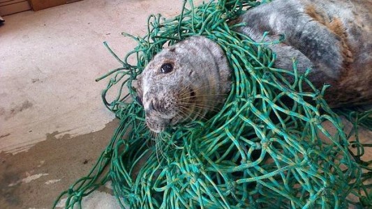 Fotos: salvaron a una foca de morir "enredada"