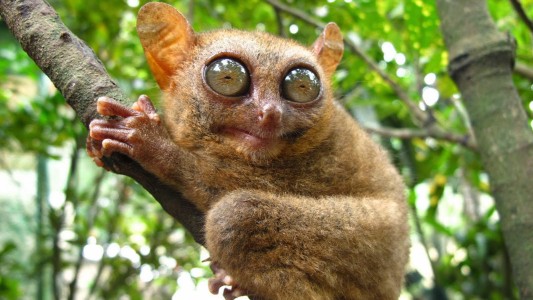 Preocupante: más de quinientas especies animales en peligro de extinción