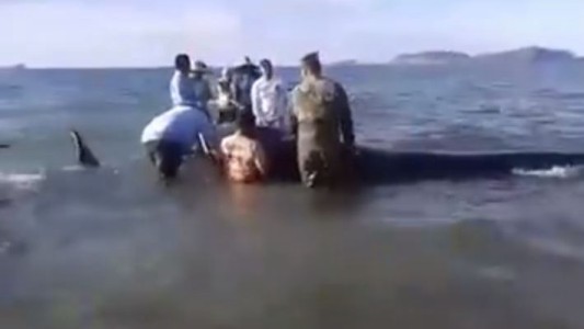 Rescataron a tres de 27 ballenas varadas en una playa de México