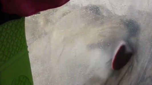 Video: se despertó y filmó a un grupo de leones sobre su carpa