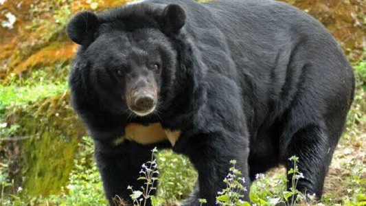 Un oso negro destripador mató a cuatro personas y aterroriza a Japón