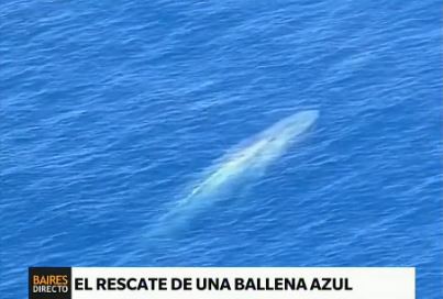 Dramático rescate de una ballena azul