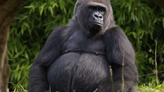 Indignación en México: murió un gorila al sedarlo para su traslado