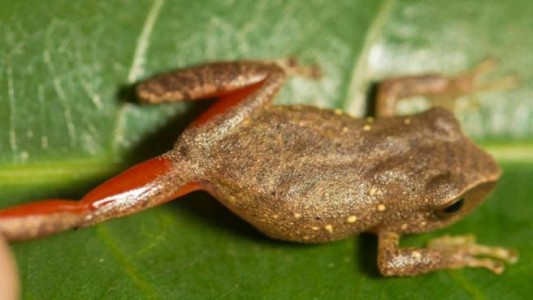Descubren la rana de la "Bella Durmiente" en Perú