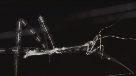 Así es el "bicho asesino jirafa"