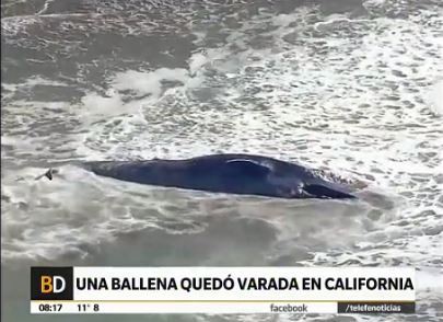 Una ballena quedó varada en California