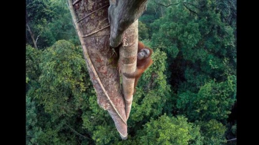 Este orangután trepando un árbol es la foto salvaje del año