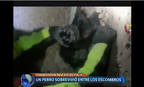 Un perro sobrevivió entre los escombros